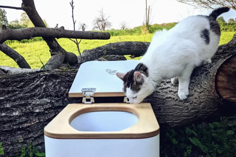 Gato mirando con curiosidad como funciona un WC seco camper